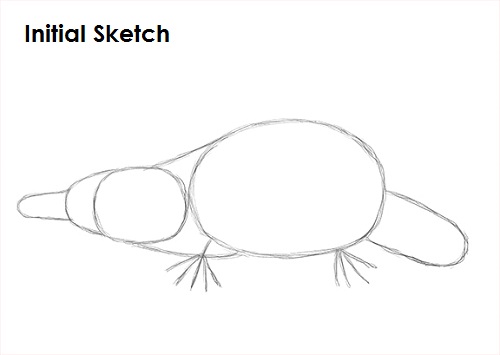 Platypus Drawing Sketch Draw Platypus Sketch