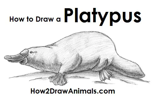 How to Draw a Duck-Billed Platypus Side View