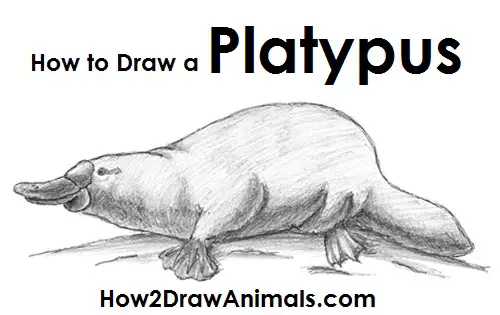 Draw a Platypus Draw Platypus