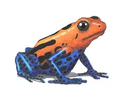 How to Draw a Red Striped Poison Dart Frog