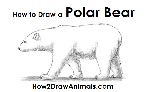 Polar Bear Drawing Draw Polar Bear