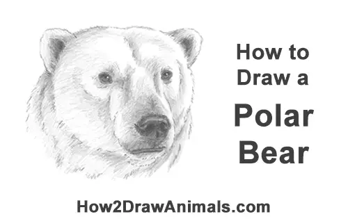 How to Draw a Polar Bear Portrait Head Face