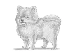 How to Draw a Pomeranian Dog