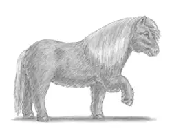 How to Draw a Shetland Pony