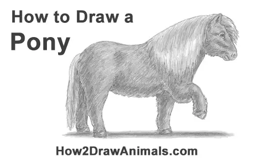 How to Draw a Shetland Pony