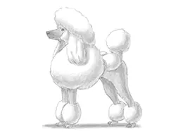 How to Draw a Poodle