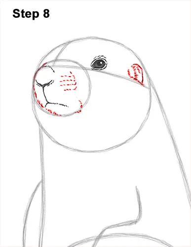 How to Draw a Black-Tailed Prairie Dog Standing Up 8