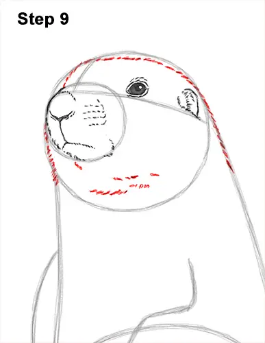How to Draw a Black-Tailed Prairie Dog Standing Up 9