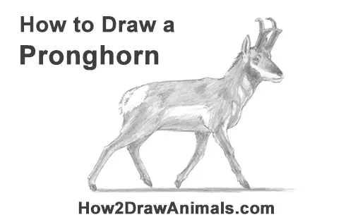 How to Draw a Pronghorn Anelope Buck Walking