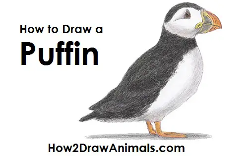Draw Puffin Bird