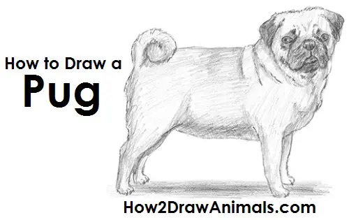 How to Draw a Pug Puppy Dog Side View