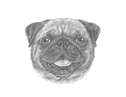 How to Draw a Pug Puppy Dog Head Detail