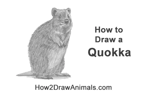 How to Draw a Smiling Quokka Short Tail Scrub Wallaby