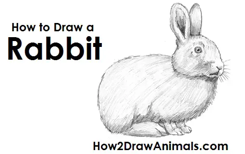 How To Draw A Rabbit