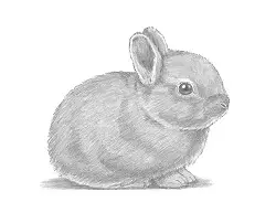 How to Draw a Cute Baby Bunny Rabbit