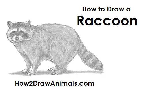 Draw Raccoon