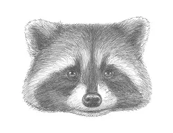 How to Draw a Raccoon Head Detail Portrait