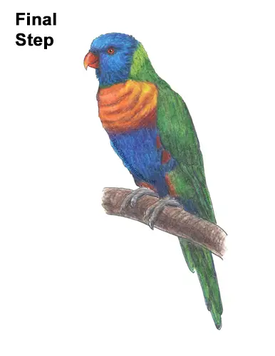 How to Draw a Rainbow Lorikeet VIDEO & Step-by-Step Pictures
