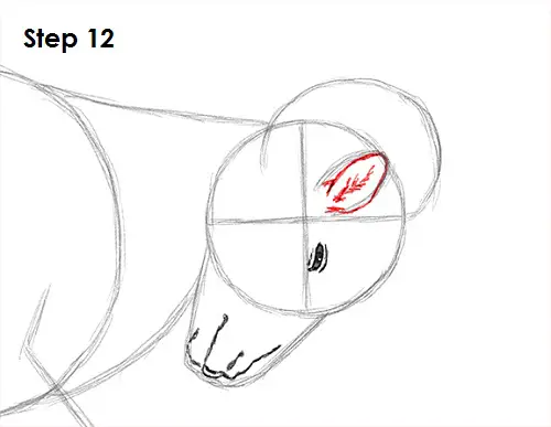 Draw Bighorn Ram 12