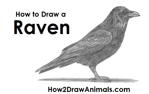 Raven Crow Drawing Draw Raven Bird