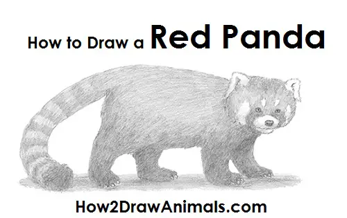 Draw a Red Panda