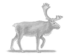 How to Draw a Reindeer Caribou