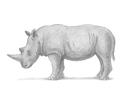 How to Draw a White Rhinoceros Side View