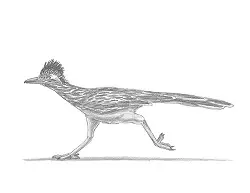 How to Draw a Greater Roadrunner Running