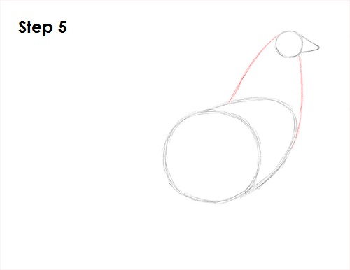 Rooster Drawing 5 Draw Rooster 5