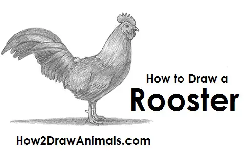 Rooster Drawing Draw Rooster