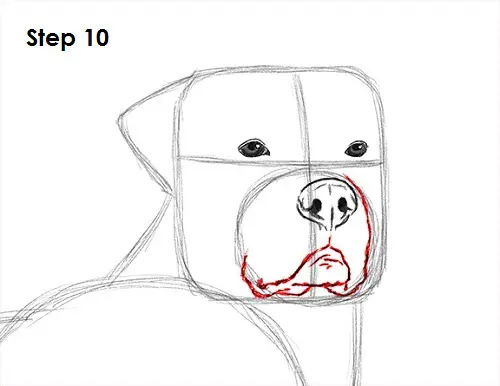 Rottweiler Drawing 10 Draw Rottweiler 10