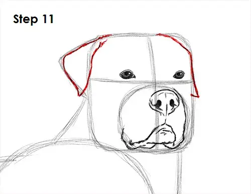 Rottweiler Drawing 11 Draw Rottweiler 11