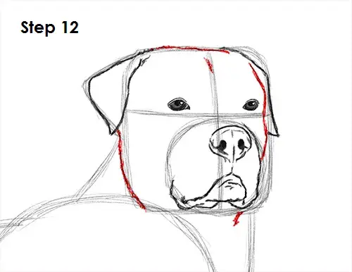 Rottweiler Drawing 12 Draw Rottweiler 12