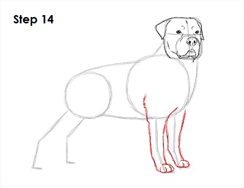 Rottweiler Drawing 14 Draw Rottweiler 14