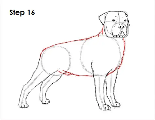 Draw Rottweiler 16