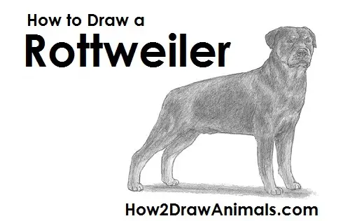 Rottweiler Dog Drawing Draw Rottweiler Dog