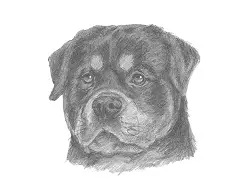 How to Draw a Rottweiler Dog Head Detail Portrait