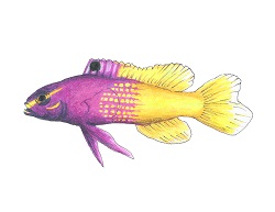 How to Draw a Royal Gramma Fairy Basslet Fish