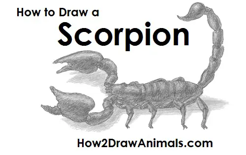 Scorpion Drawing Draw a Scorpion