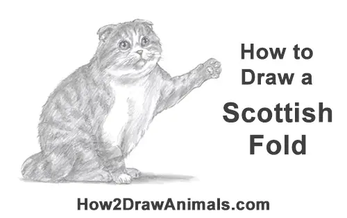 How to Draw a Scottish Fold Cat Playing Pawing Swiping