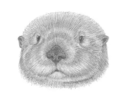 How to Draw a Sea Otter Head Portrait Face