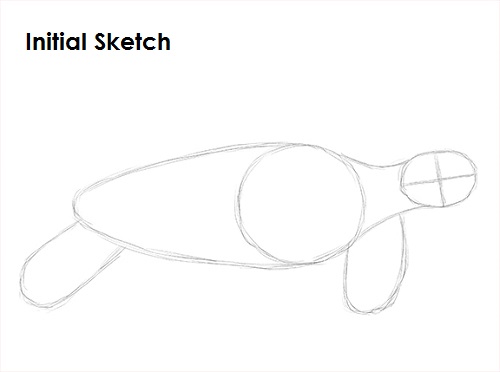 Sea Turtle Drawing Sketch Draw Sea Turtle Sketch