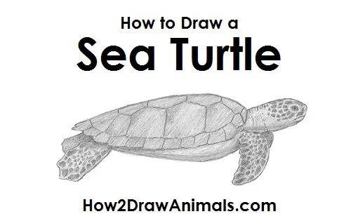 Draw Sea Turtle