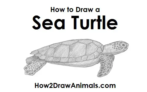 Sea Turtle Drawing Draw Sea Turtle