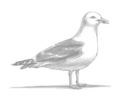 How to Draw a Seagull