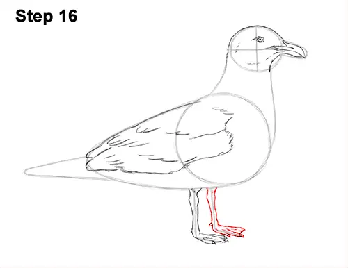 How to Draw a Seagull Gull Bird Standing 16