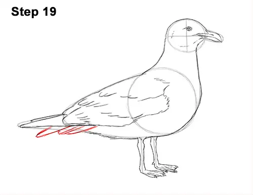 How to Draw a Seagull Gull Bird Standing 19