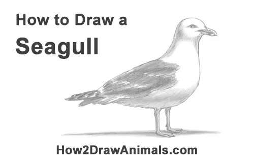 How To Draw A Seagull Flying Easy