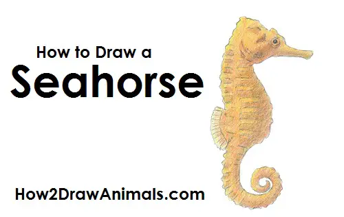 Seahorse Drawing Draw a Seahorse