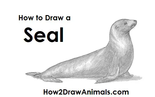 Seal Drawing Draw Seal